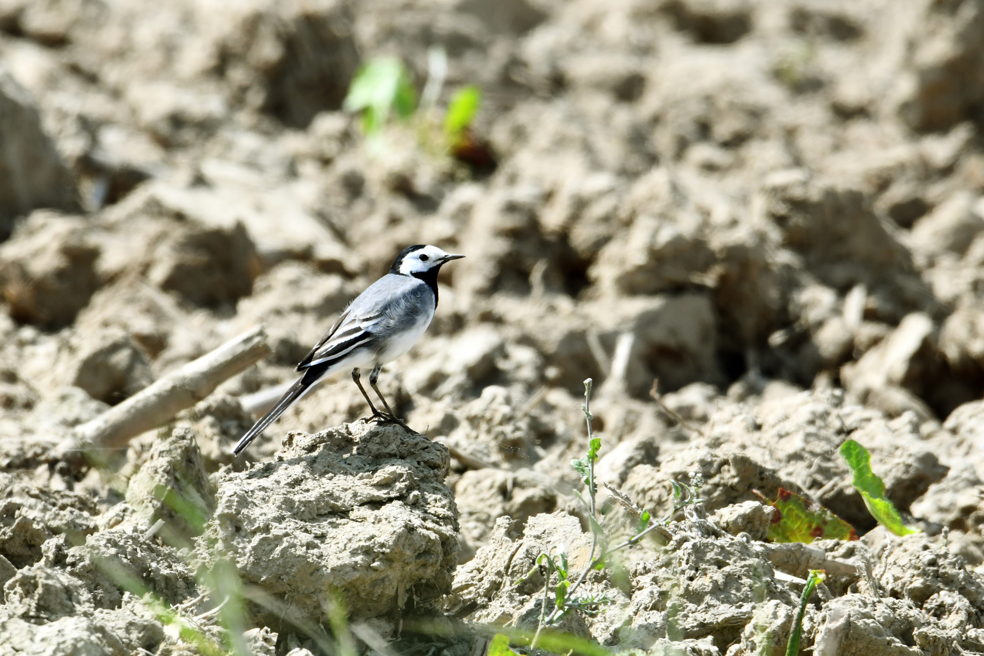 Hirondelle rustique